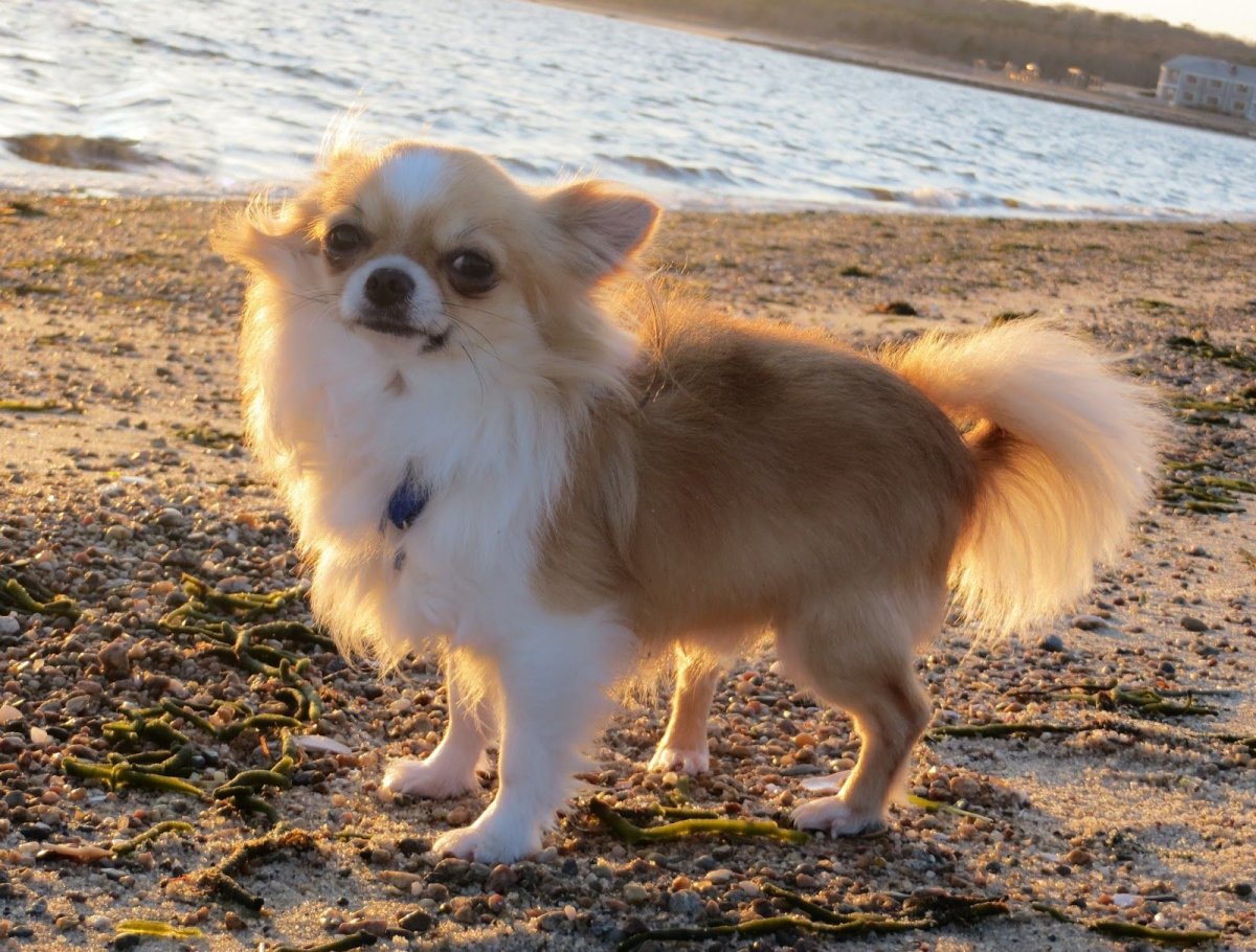 Чихуахуа длинношерстные пушистые