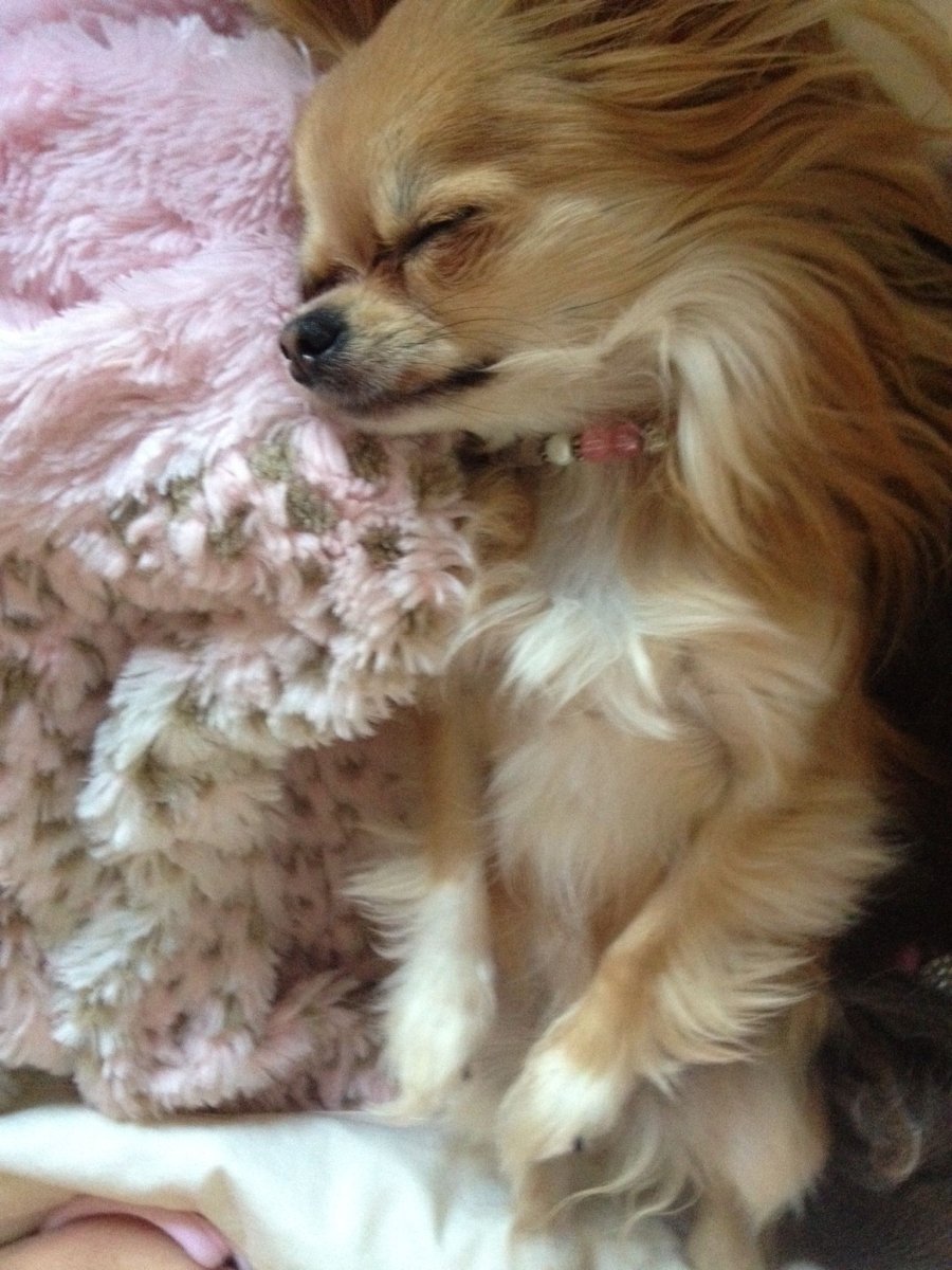 Чихуахуа пушистая трехцветная Софи