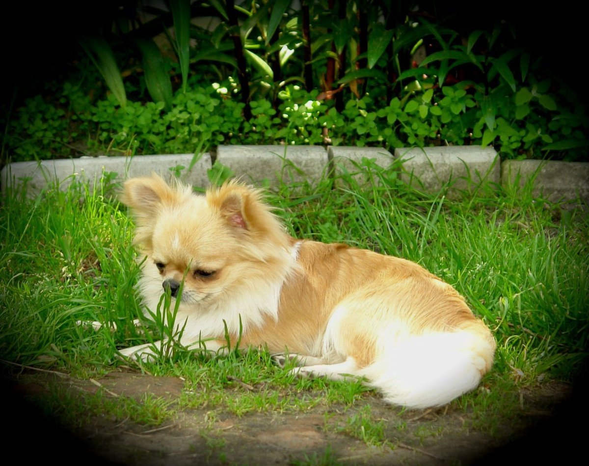 Американская чихуахуа длинношерстный