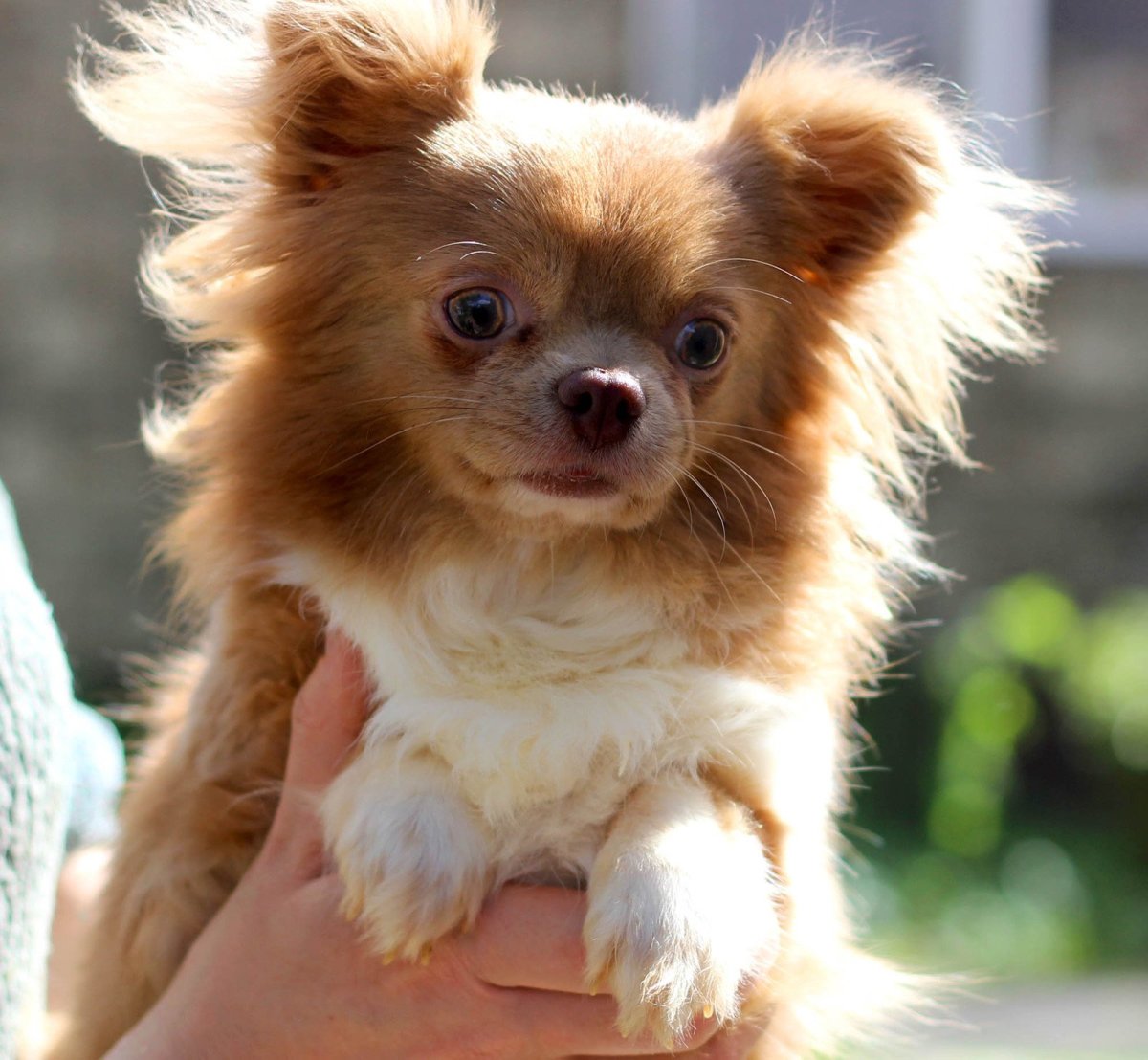 Чихуахуа длинношерстные рыжие