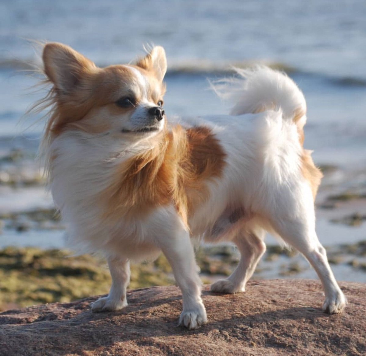 Чихуахуа кобби длинношерстный