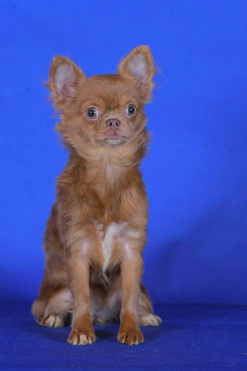 Мексиканский чихуахуа длинношерстный