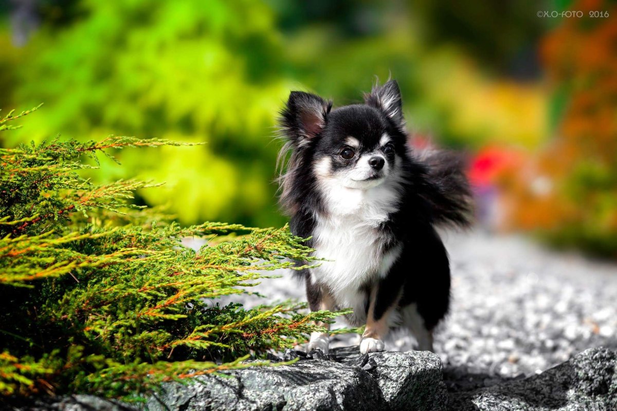 Чихуахуа длинношерстные трехцветные