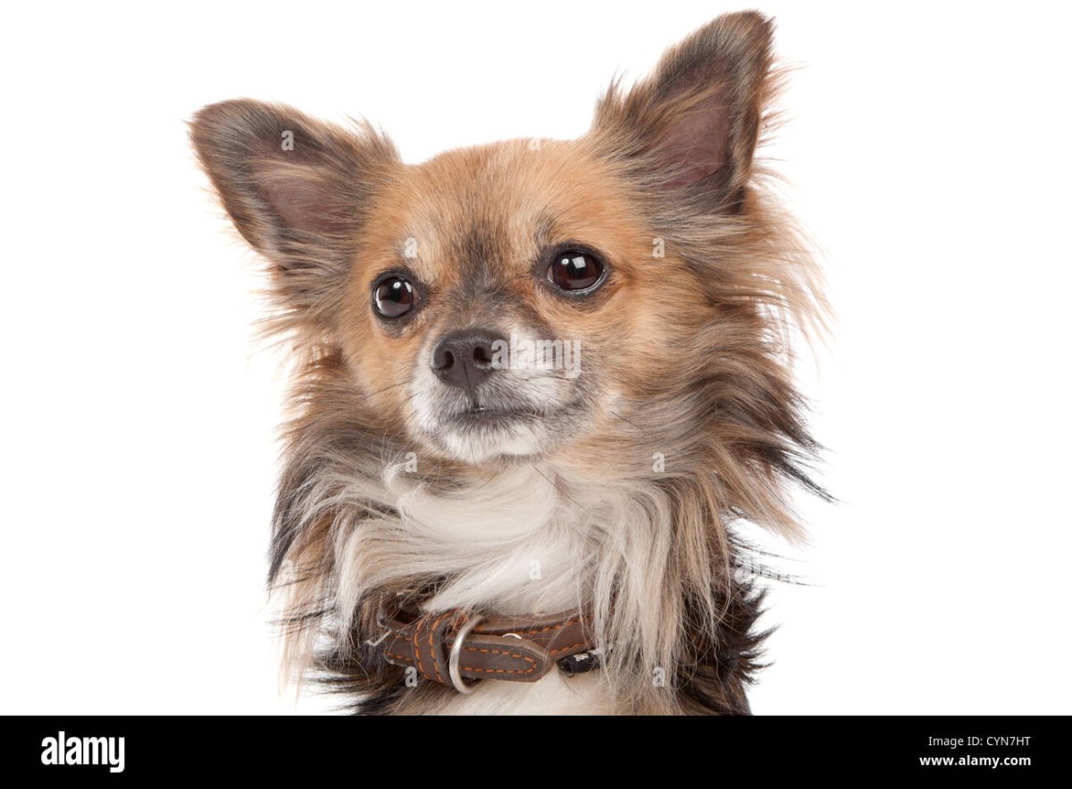 Длинношерстные чихуахуа лисички