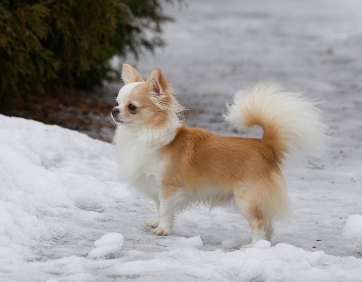 Чихуахуа пушистые