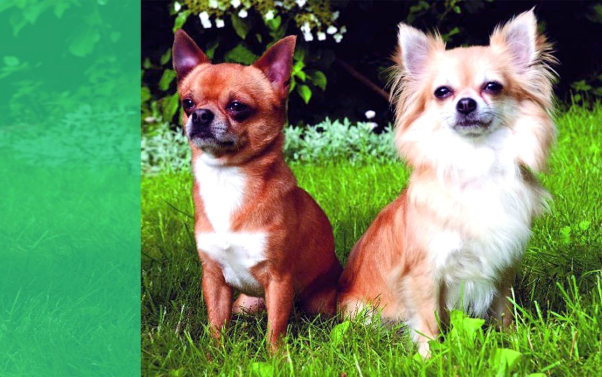 Чихуахуа Аборигенная порода