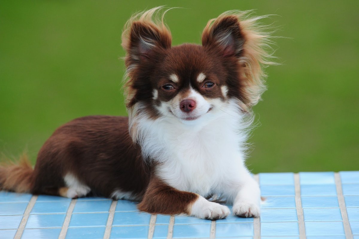 Чихуахуа длинношерстные Коби