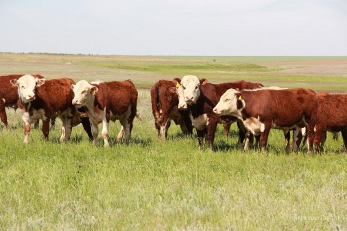 Казахская белоголовая порода коров