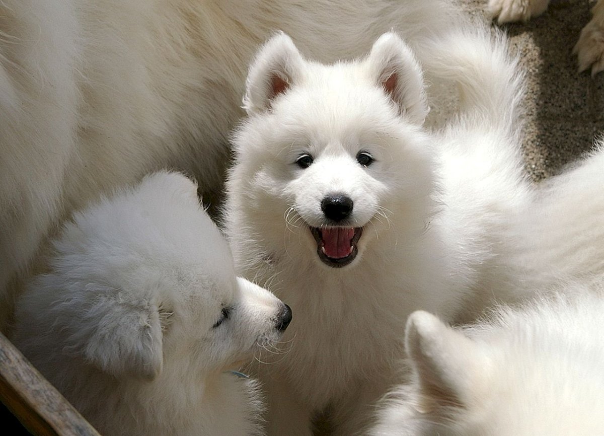 Маламут белый