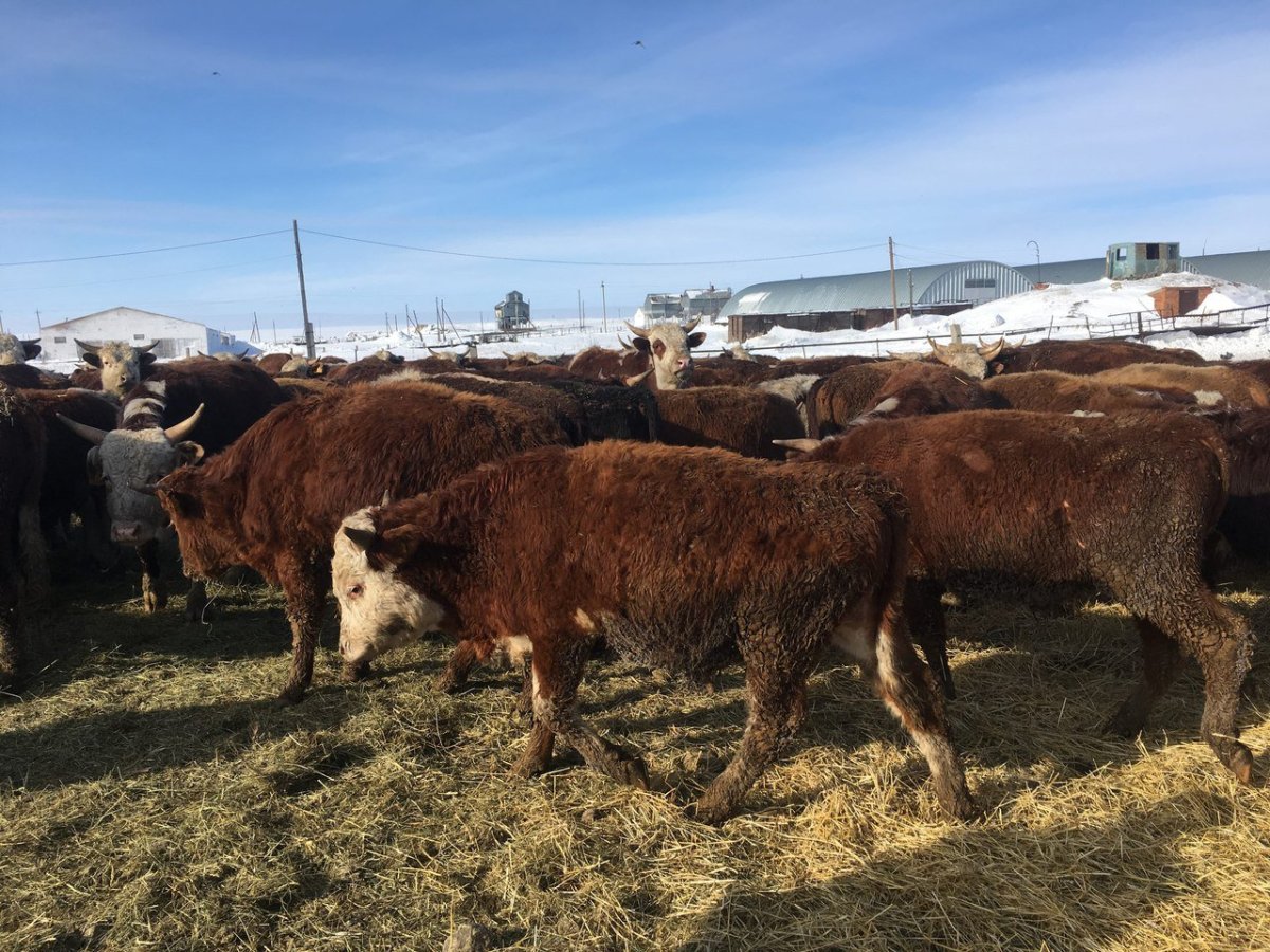 Казахская порода Бычков