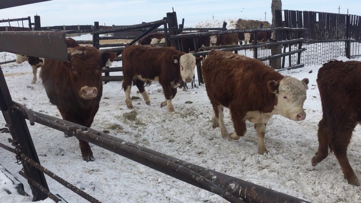 Коровы Герефорд казахская белоголовая