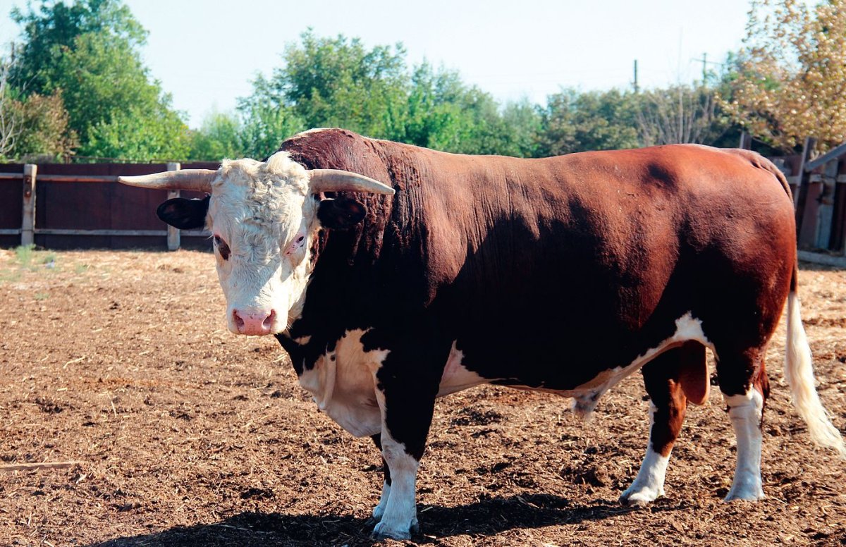 Астраханская порода КРС