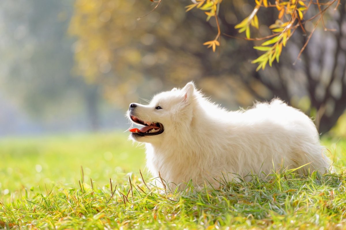 Samoyed in Park
