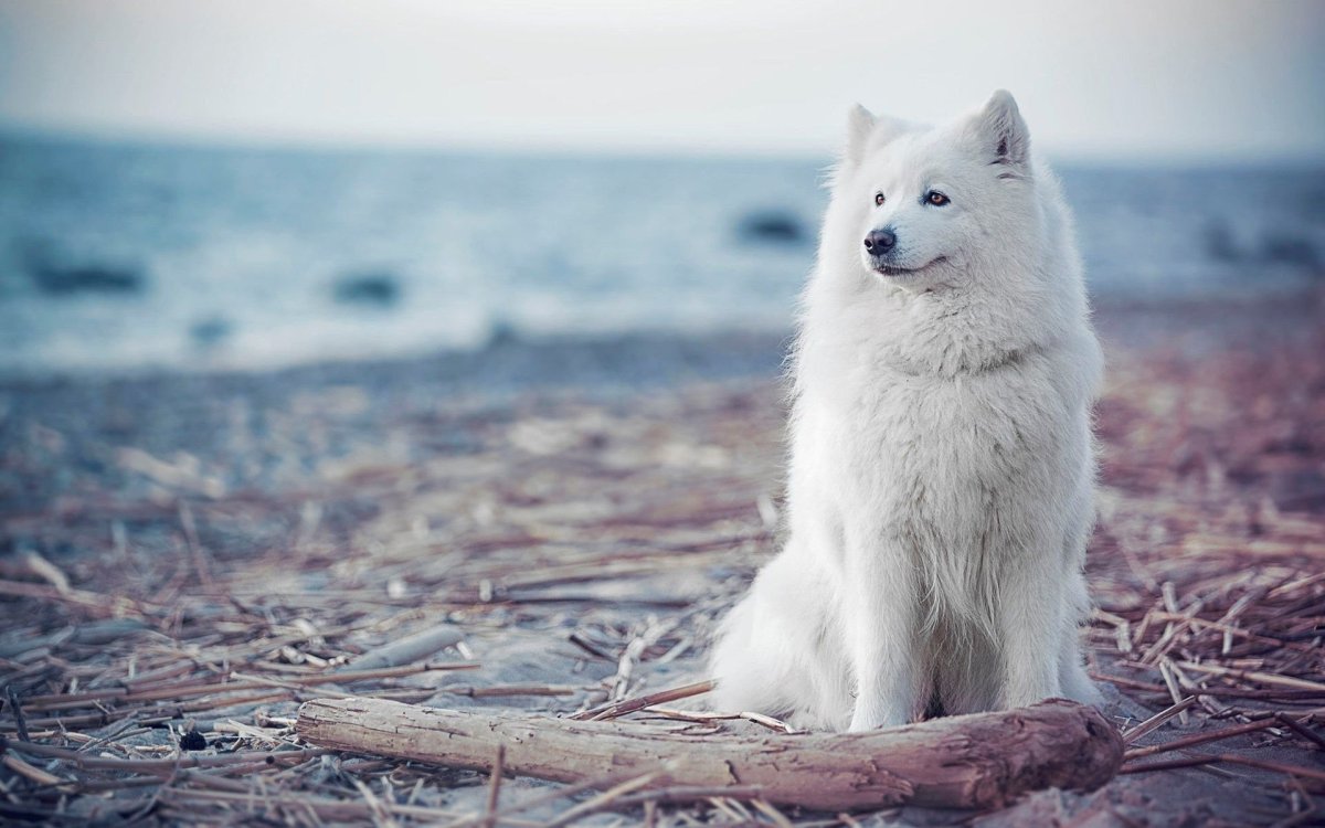 Аляскинский самоед