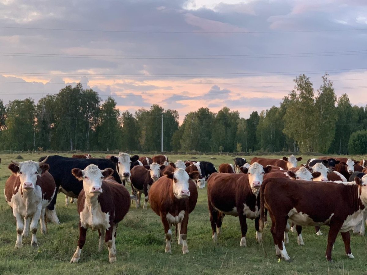 Казахская белоголовая порода стадо