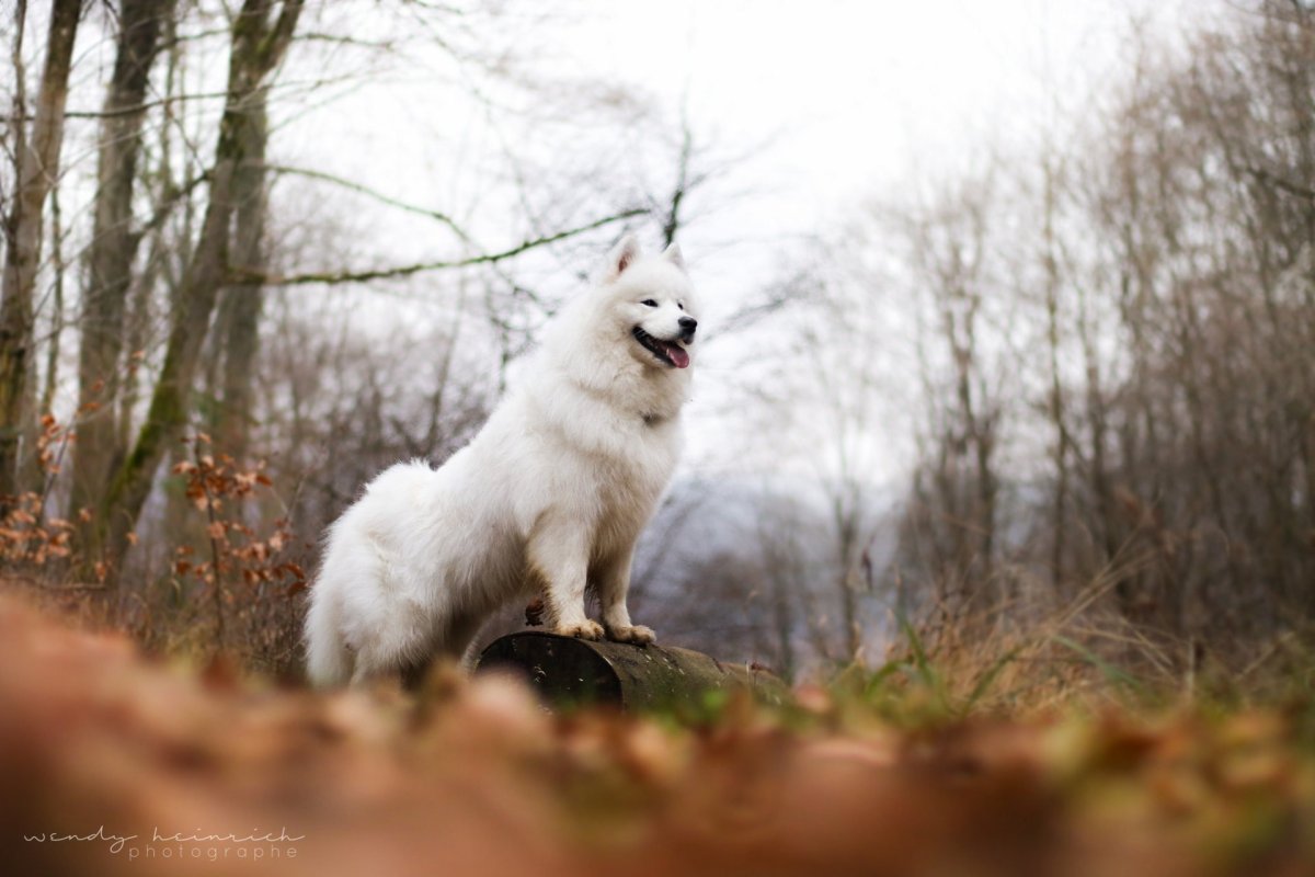 Арктический шпиц самоед