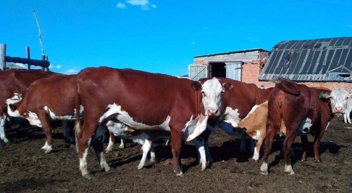 КРС казахская белоголовая