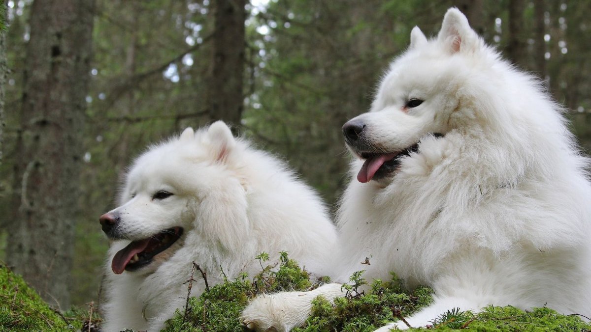 Самоедская овчарка