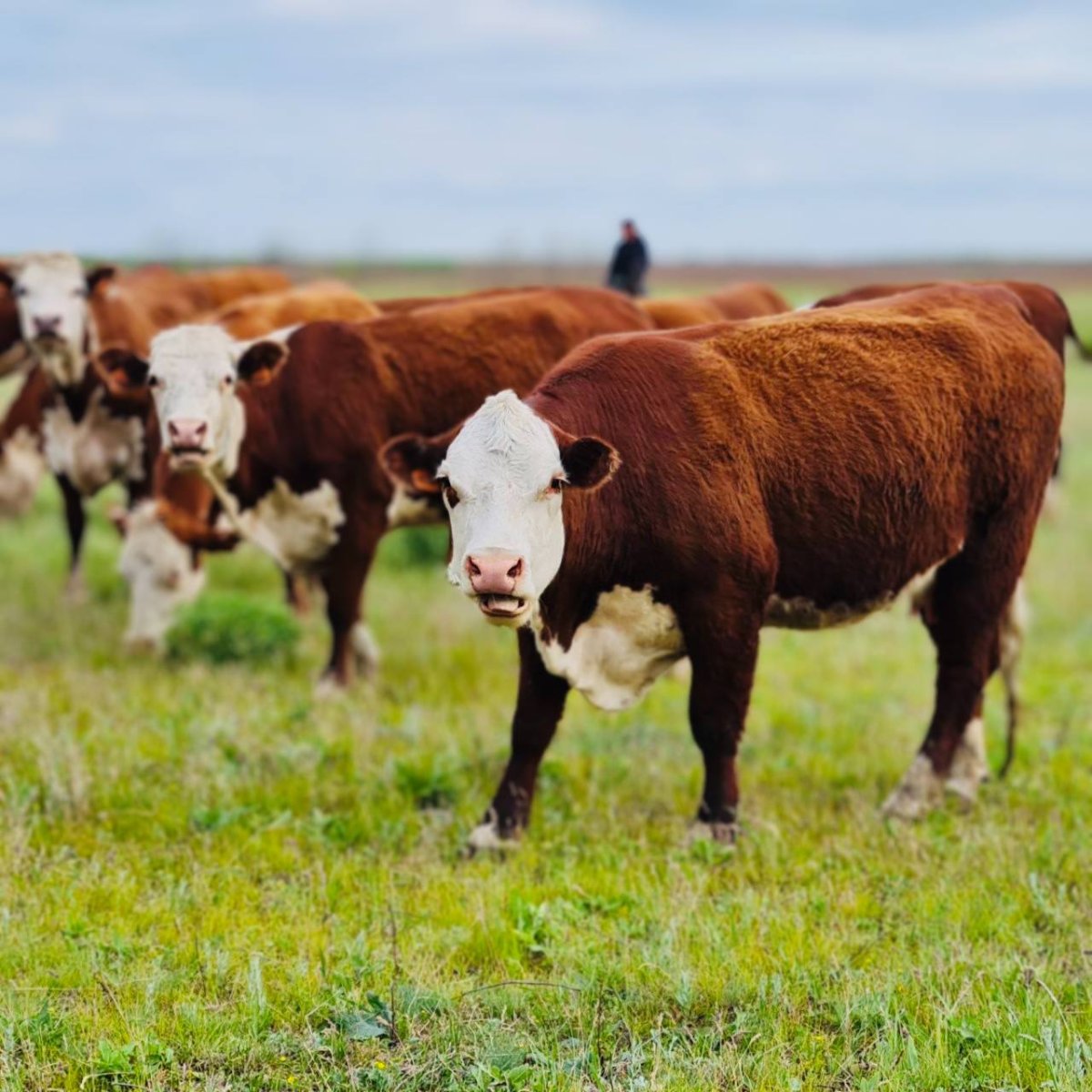 Бердиевский элеватор Волгоградская область