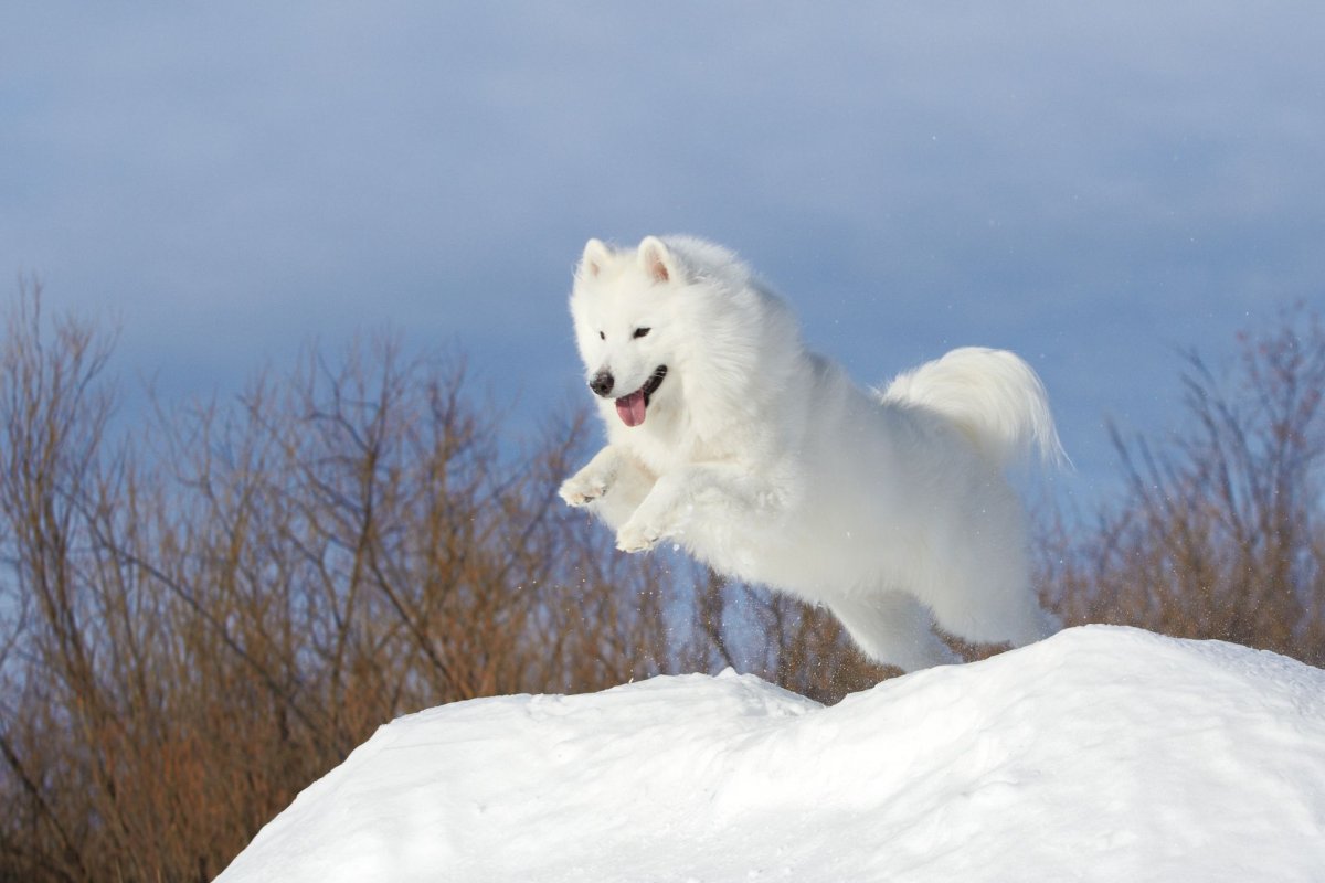 Самоедская лайка в прыжке
