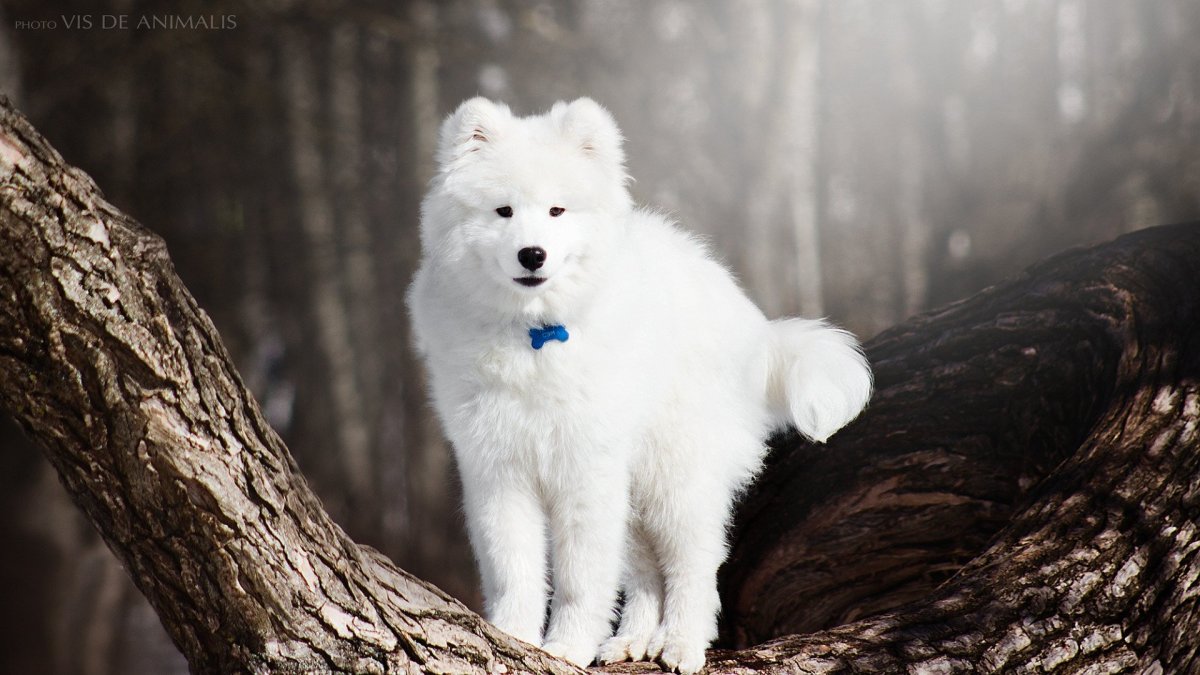 Самоеды питание для собак