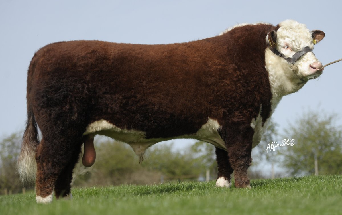 Быки породы Герефорд