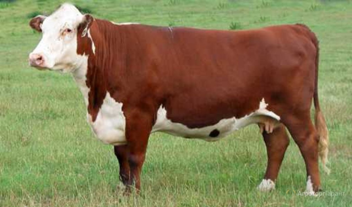 Порода Герефорд молочная