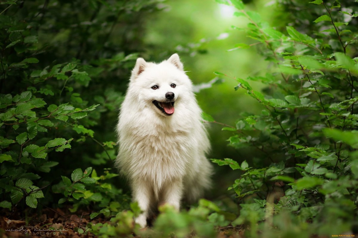 Самоед волк