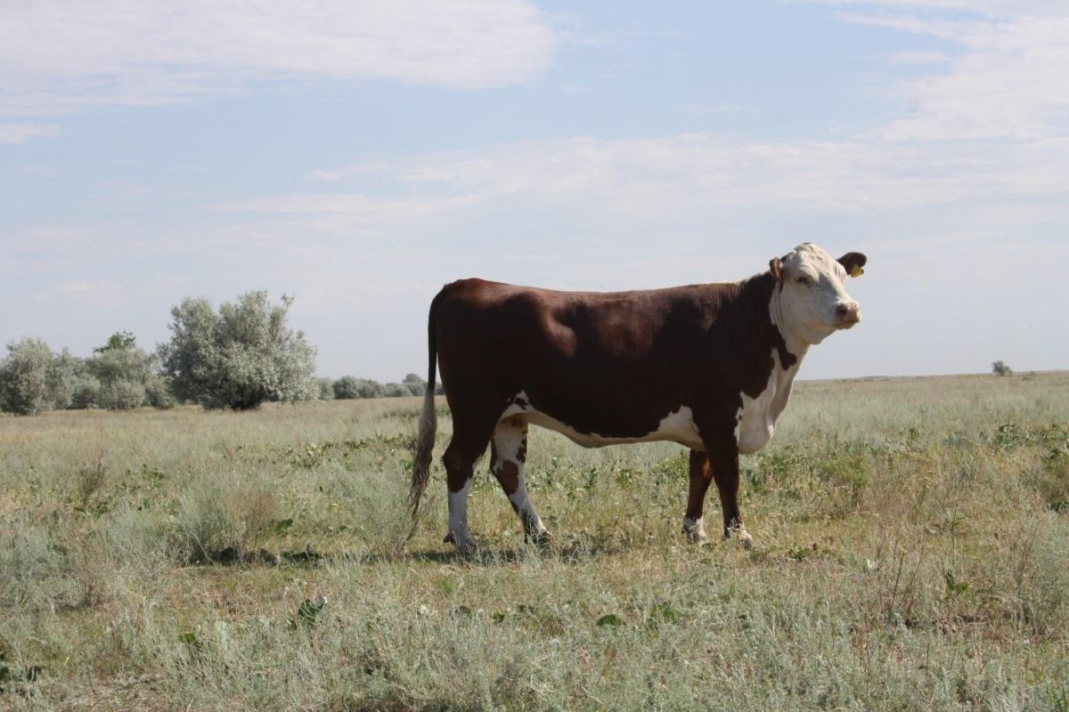 Казахская Степная порода коров