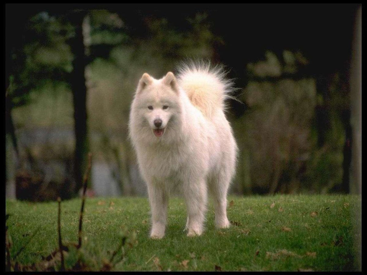 Служебная собака Самоедская лайка