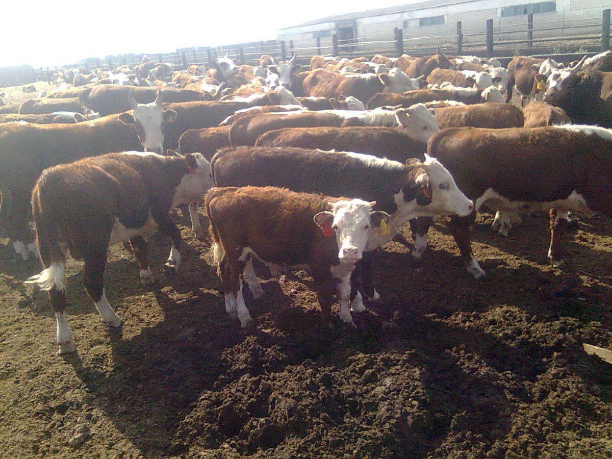 Бычки Герефорды казахские белоголовые