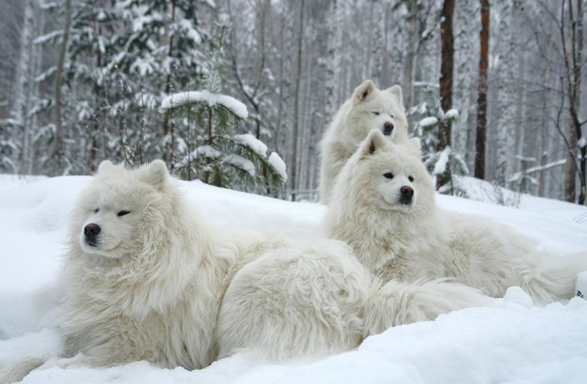 Самоедская лайка