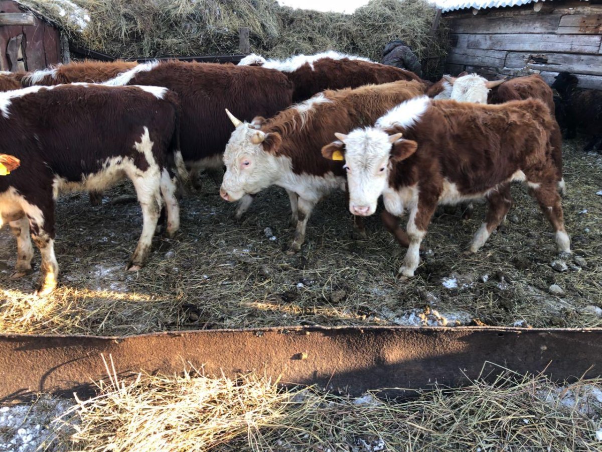 Бычки казахские белоголовые