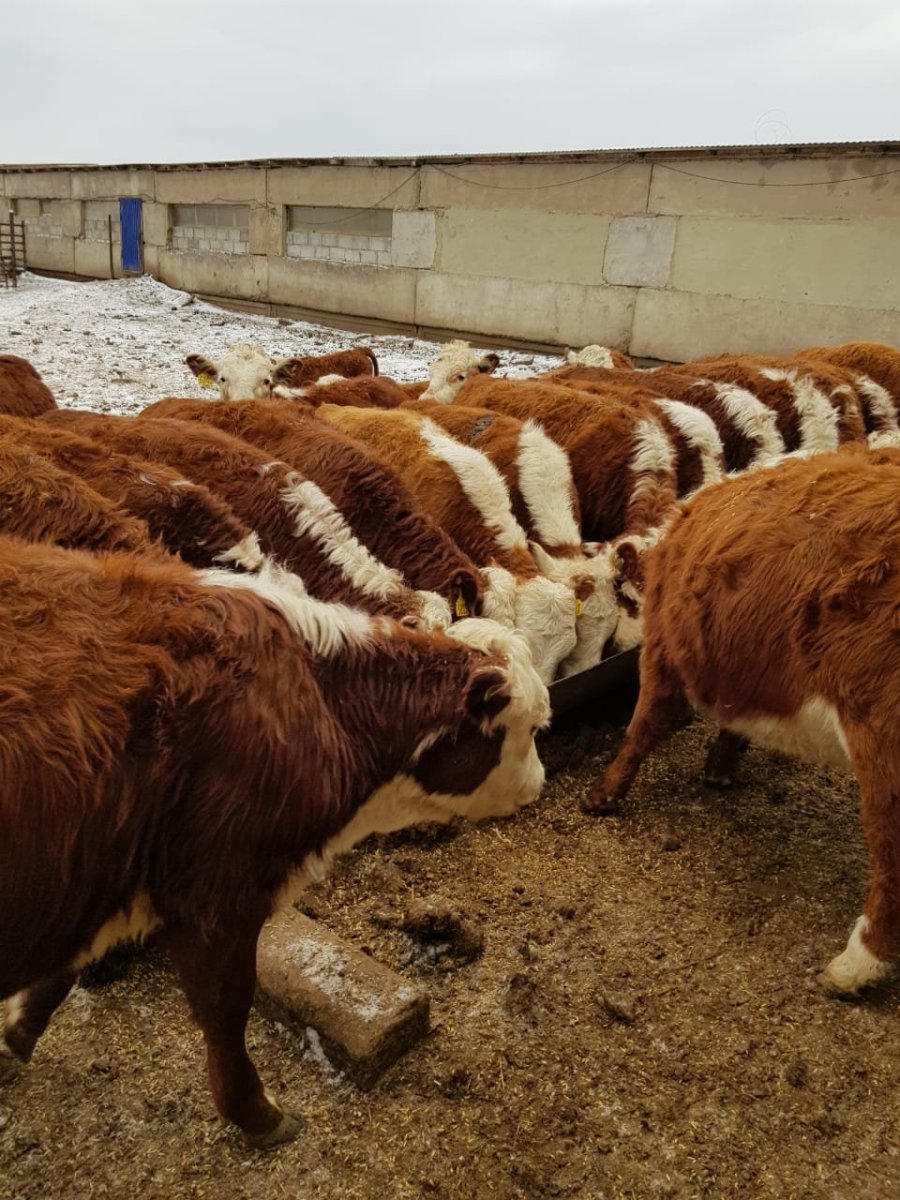 Быки породы Герефорд