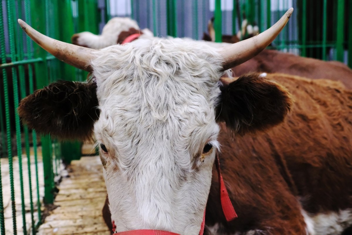 Породы коров в Бурятии