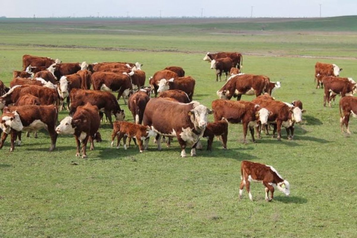 Казахская белоголовая порода КРС