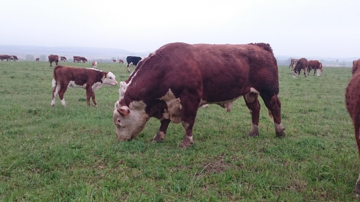 Бык мясной породы Герефорд