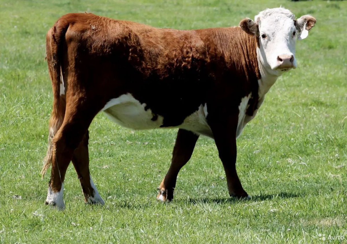 Порода коров Герефорд