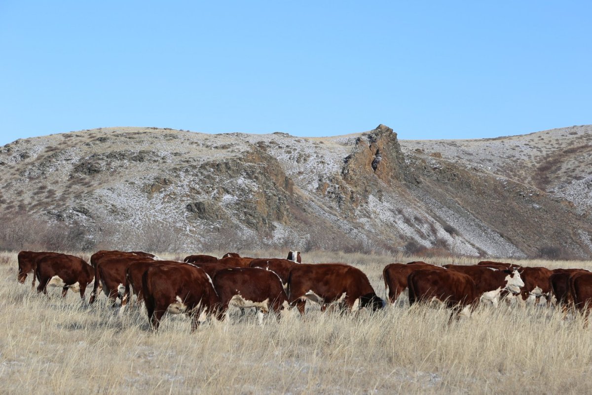 Казахская порода КРС
