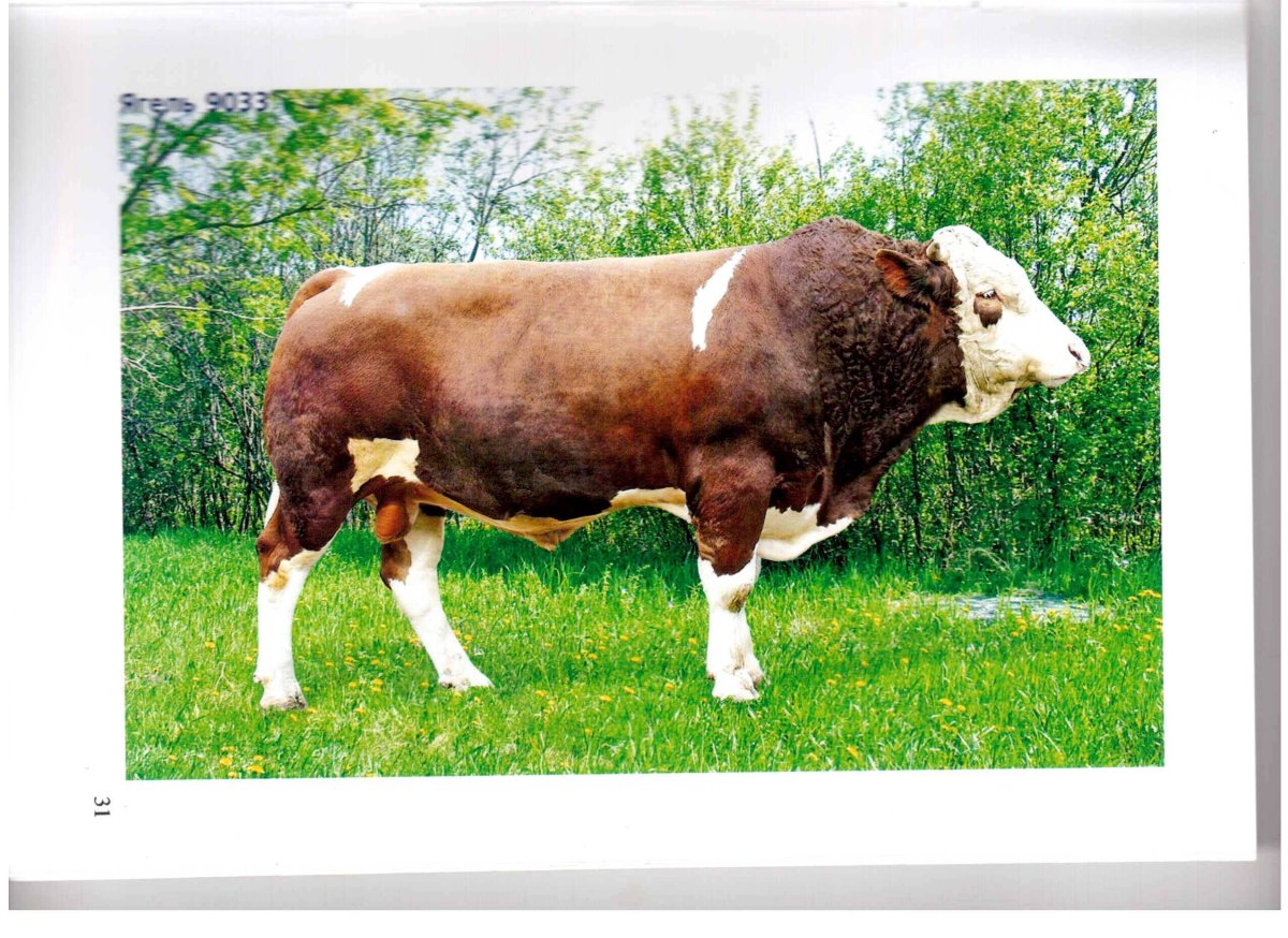 Бык казахской белоголовой породы