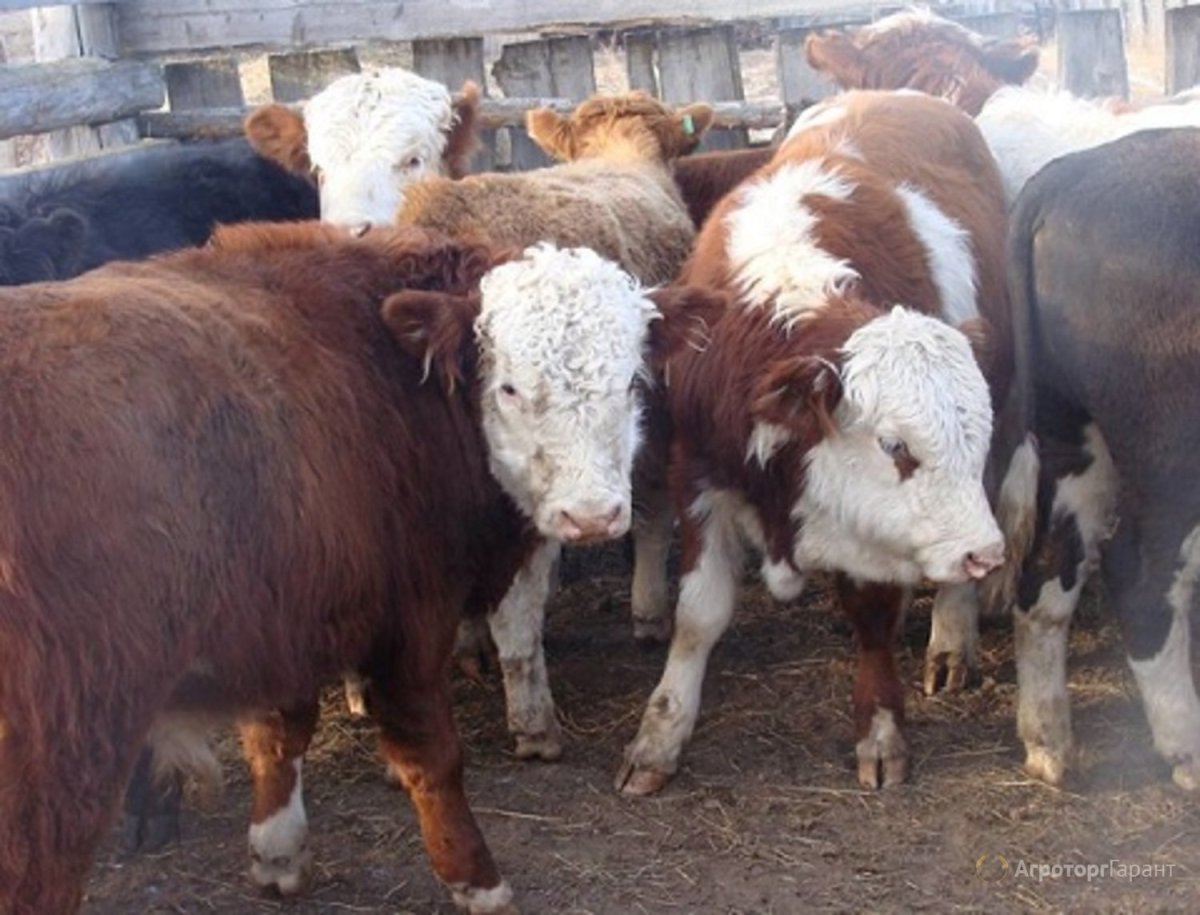 Бычки казахской белоголовой породы