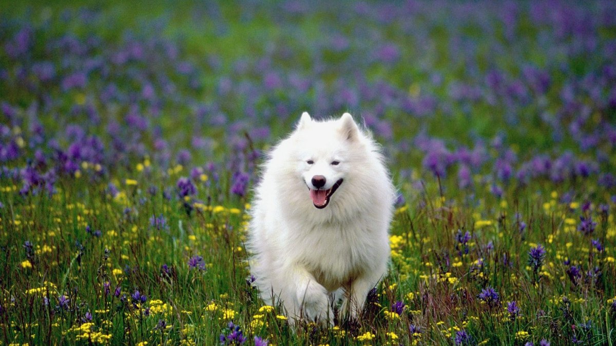 Самоедская лайка