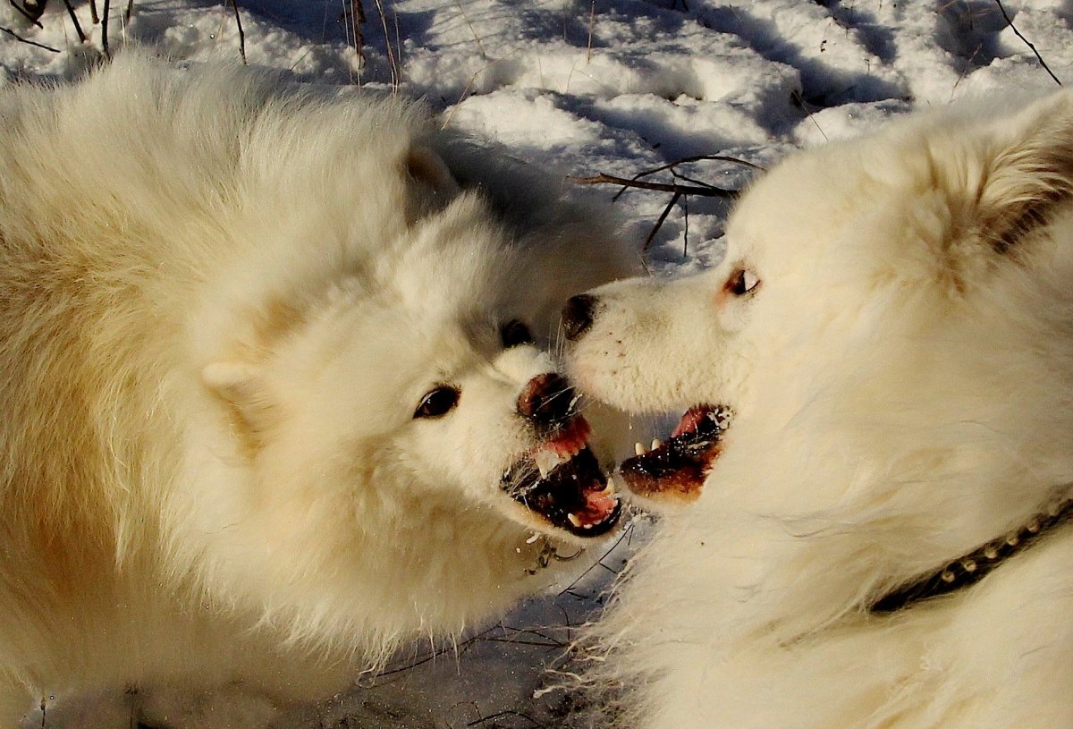 Злой самоед