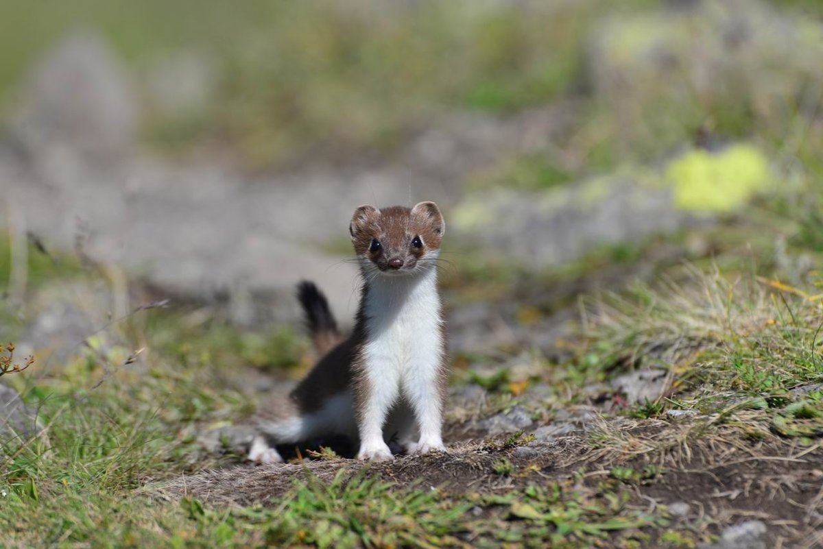 Горностай (Mustela erminea)