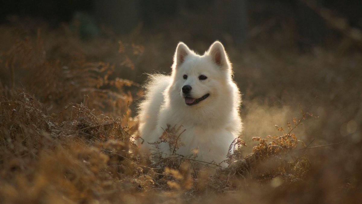 Самоед собака