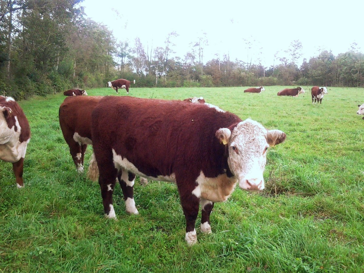 Герефордская порода коров