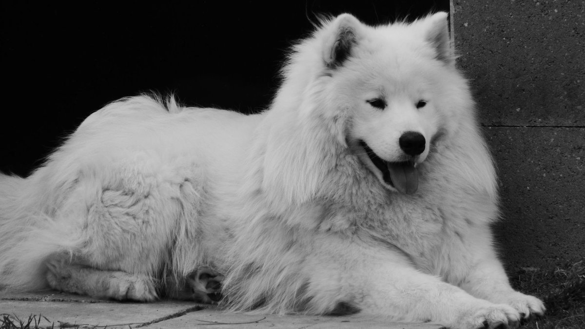 Собака Самоедская лайка щенка