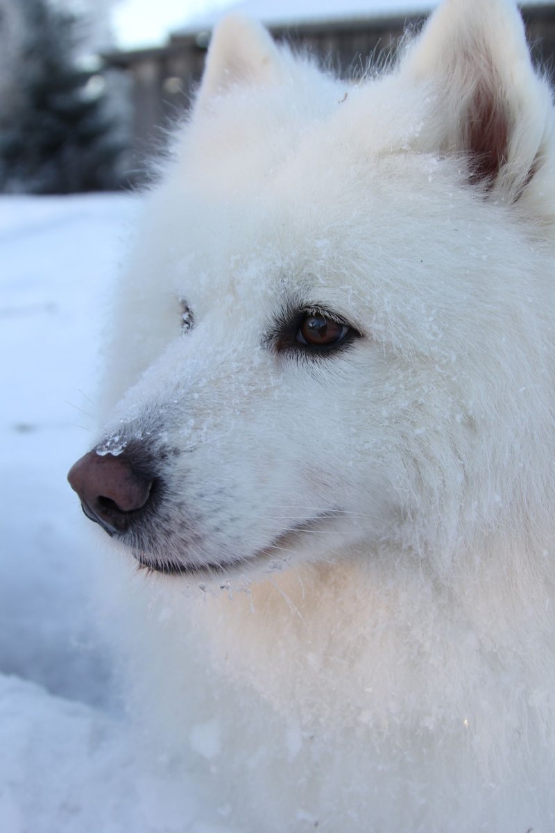 Самоед морда