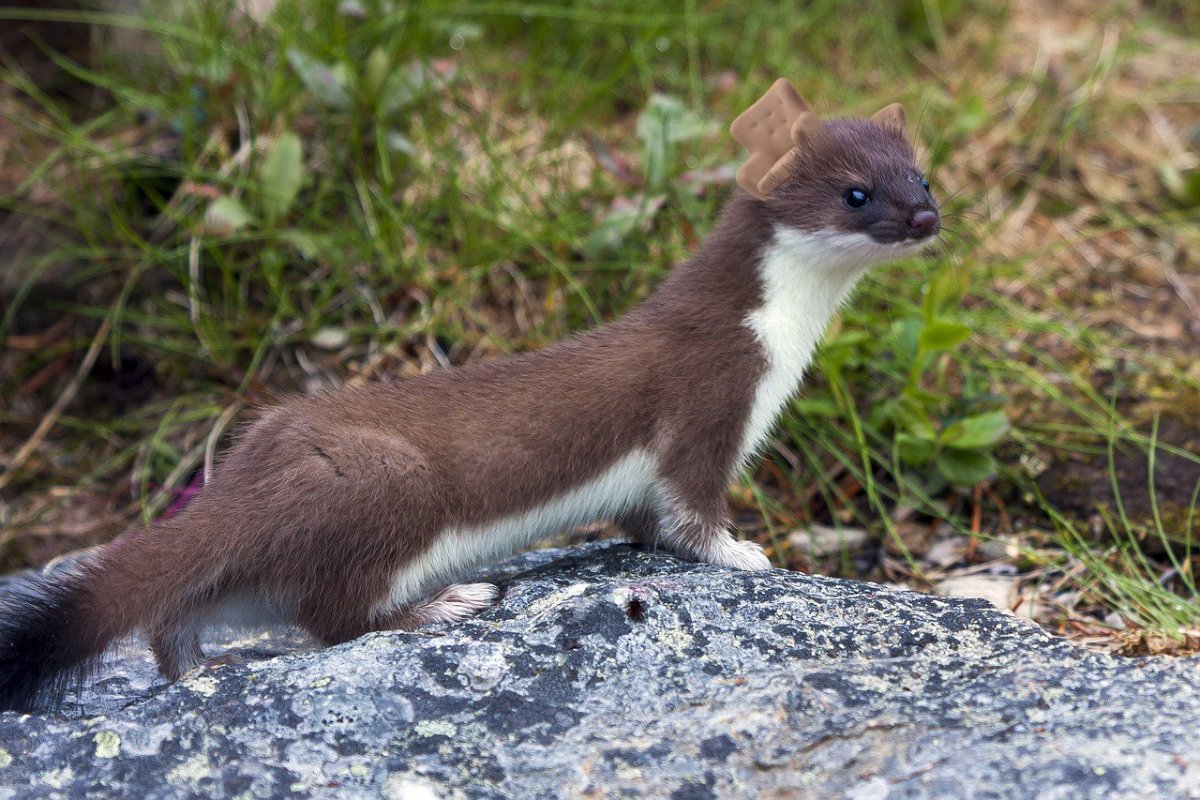 Горностай на Сахалине