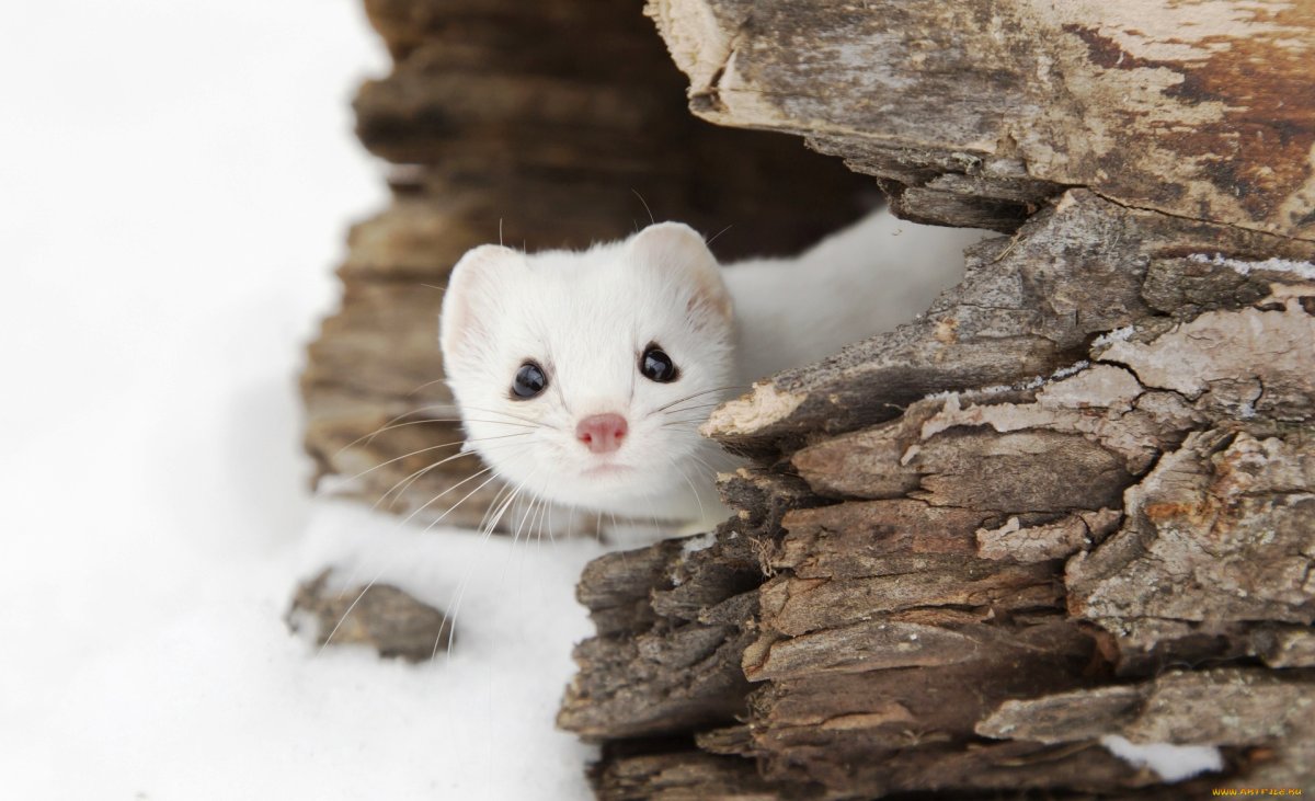 Американская норка белая
